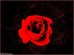Cosmic rose