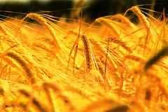 Trigo Dorado (Golden wheat)