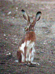 Iberian Hare, Mértola - Castro Verde (Portugal), 24-Apr-06