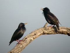 Spotless Starlings, Ludo (Portugal), 29-Apr-06