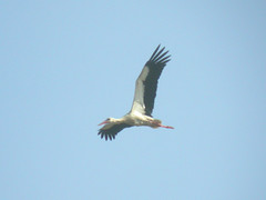 White Stork, Castro Marim (Portugal), 1-May-06