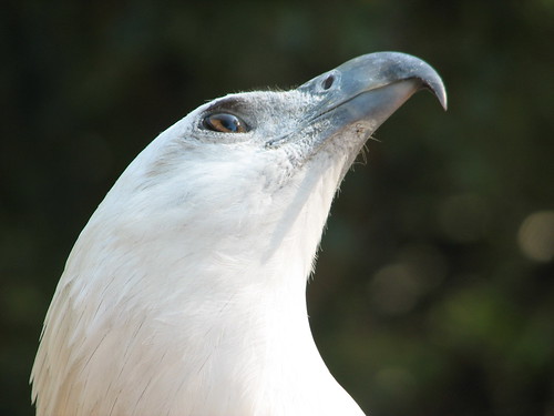 'Terence'White-Bellied Sea Eagle