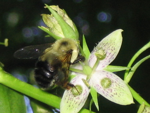 Bee jpg