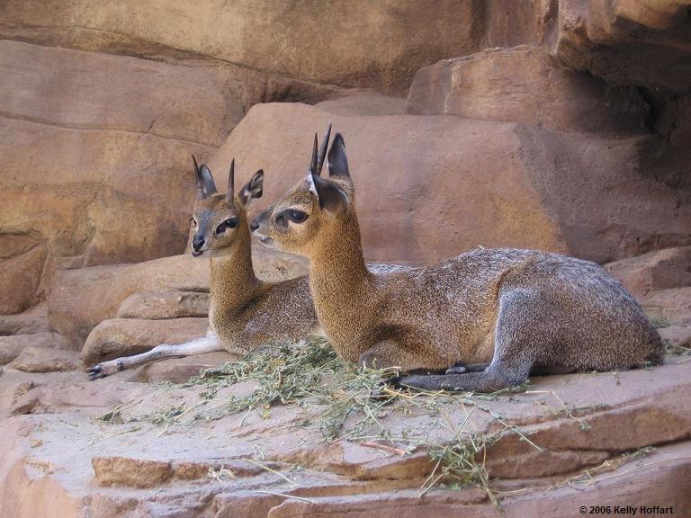 IMG_2854 - Klipspringers in Desert Dome at Henry Doorly Zoo
