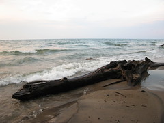 Driftwood, north beach, Centre Island, Toronto