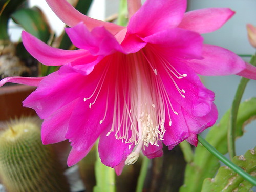 orchid cactus bloom
