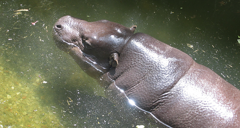 Pygmy hippo, Toronto Zoo