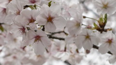 Sakura close-up