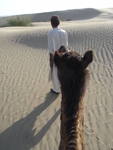 nabab leading the camel