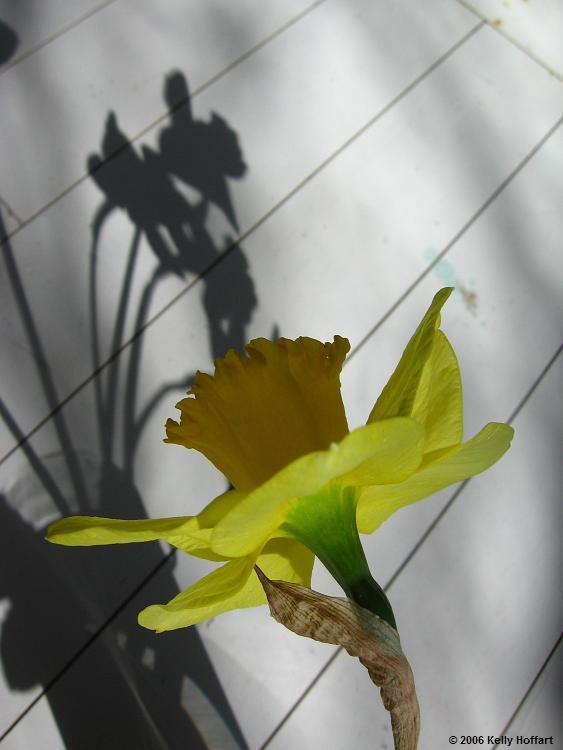 IMG_2219 - Daffodil and Shadow