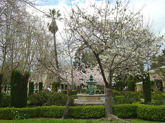 Sonoma Park - Cherry blossom