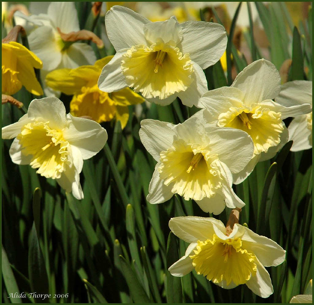daffodils in April