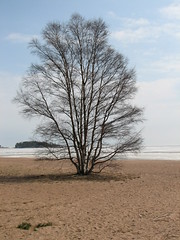 Tree at Hanko Beach during Springtime