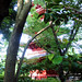 Ueno Park - Five-storied pagoda