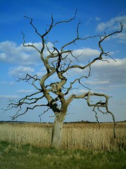 Tree at Snape