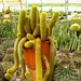 cactus (13)