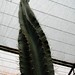 cactus (19)