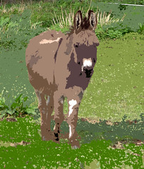 Little Donkey (Illustrated)