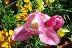 Tulips - Macro