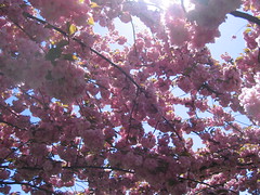 Cherry Blossom Festival @ BBG
