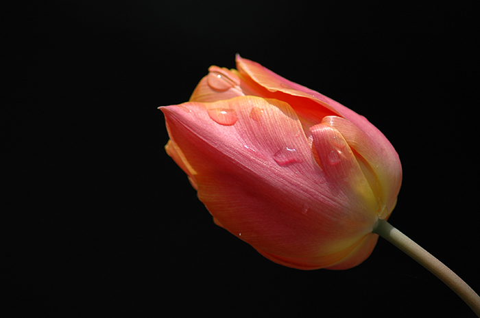 Regent's Tulip :: Click for previous photo