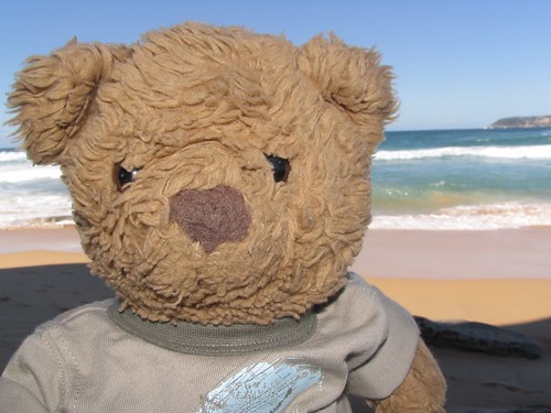 Bradley Bear at North Curl Curl Beach, Sydney