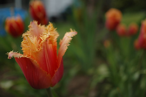 Hairy Tulips