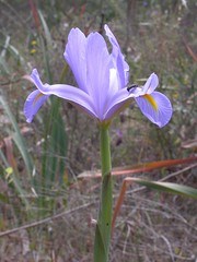 Iris, Montenegro, 15-Apr-06