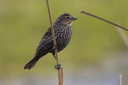 RedWingedBlackbird(female)