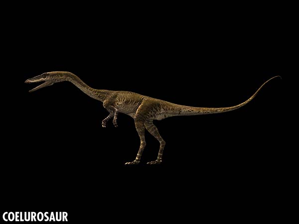 coelurosaur