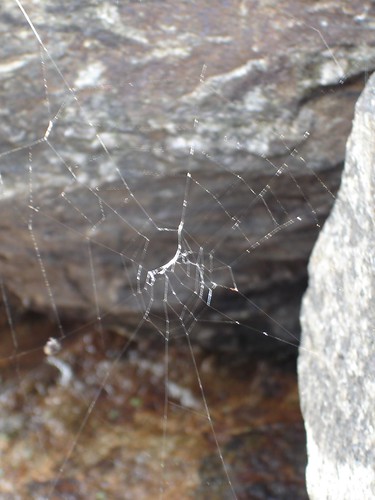 Spider Web (2)