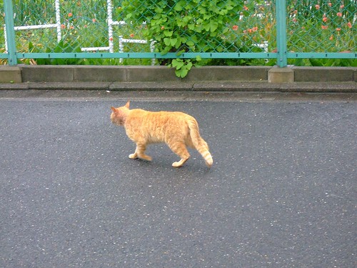 路上の猫
