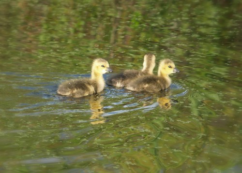 Huey Duey and Louey swim in the Duckweed