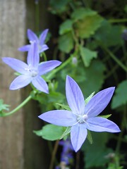 Unknown Blue Flowers