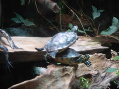 Little turtles