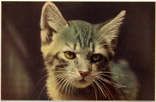 Postcard:  Belgian  cat