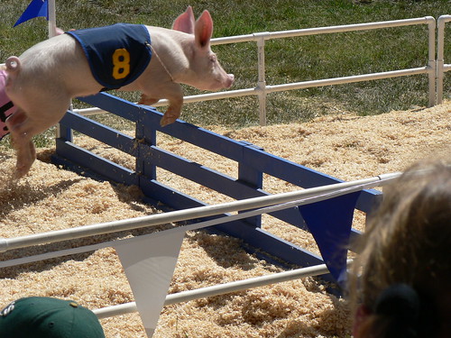 You'll Believe A Pig Can Fly