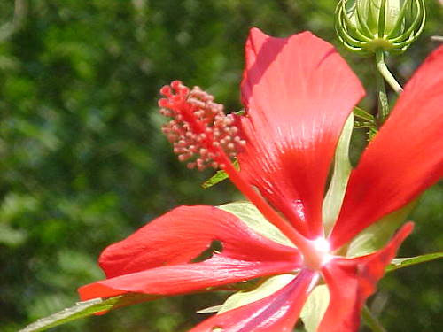 Hibiscus coccineus - up close - Scarlet Rosemallow