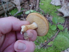 boletes mushroom