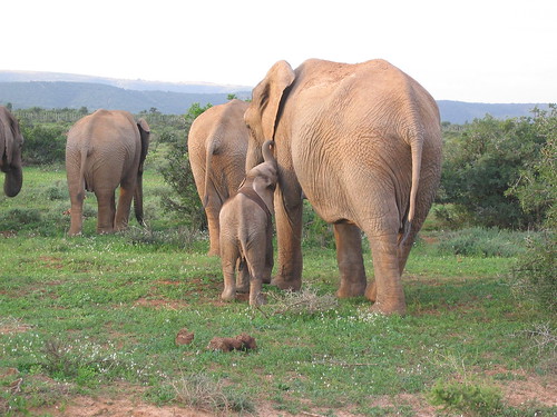 elephant & baby