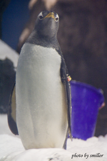 企鵝館內活潑好動的極地企鵝 ( 比較之下台北木柵動物園好像有點遜 )