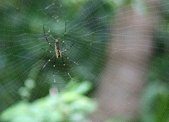 Gigantor Spider