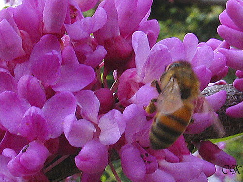 紫荊花與小蜜蜂