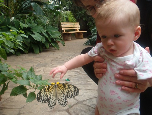 vivi and butterfly ii
