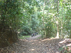 Walk amoung the trees