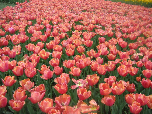 orange_tulips_1