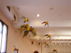 Parrots in flight