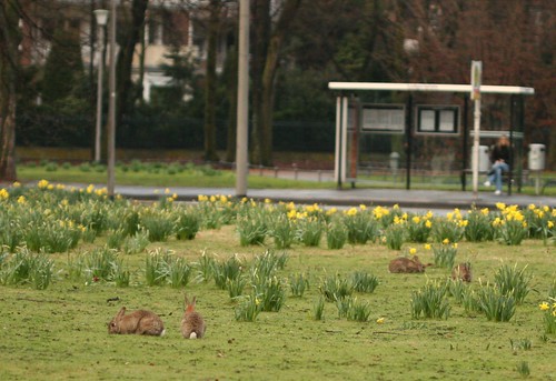 Easter bunnies on the roundabout