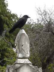 crow_gravestone