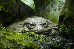 Giant African Toad
